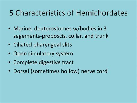 Ppt Hemichordata Invertebrate Chordates Powerpoint Presentation Free