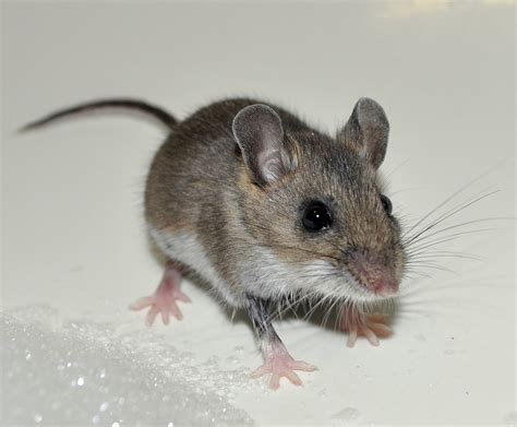 House Mouse