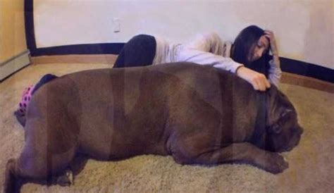 Hulk Is The Biggest Pitbull In The World 19