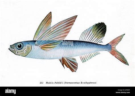 Sailfin Flyingfish Parexocoetus Brachypterus Pacific Fish Species