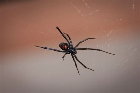 Spider Spotlight The Black Widow Sigma Pest Control