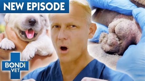 Dogs Tail “eaten” By Its Butt And Risky Puppy Birth Bondi Vet Coast To