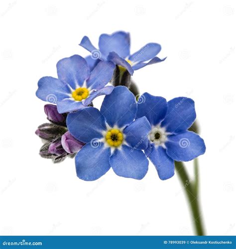 Light Blue Flowers Of Forget Me Not Myosotis Arvensis Isolate Stock