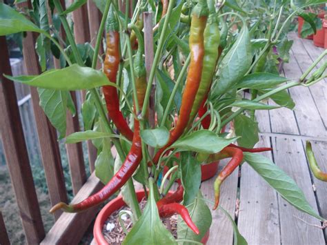 We did not find results for: Bumble Lush Garden: The 2011 Pepper List