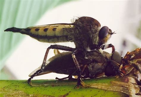 Red Footed Cannibalfly Eats American Horse Fly Whats That Bug