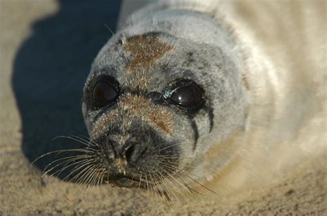 Phoque du Groenland - Baleines en direct