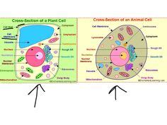 The study of cells is called cell biology, cellular biology, or cytology. plant and animal cells not labeled - Google Search | 6th ...