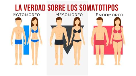 Tipos De Cuerpo Ectomorfo Mesomorfo Y Endomorfo Somatotipos 2022 Porn