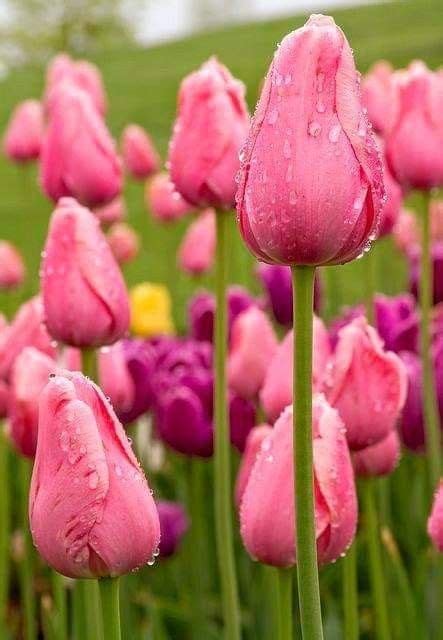 Pin By Becky Cagwin On Flowers Tulips In 2020 Beautiful Flowers
