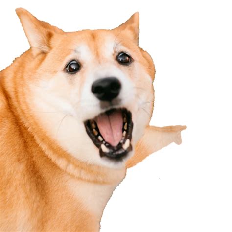 Heres My Ugly Dogejack Rdogelore Ironic Doge Memes Know Your Meme