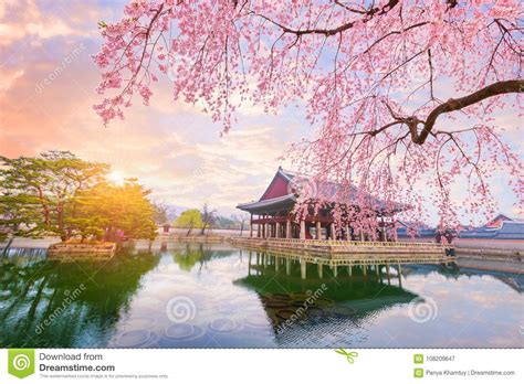 Cherry blossom tree painting plan.the cherry blossom tree is indigenous to japan korea and china but it is also now found in many a number of other countries including the united states of america where a national cherry blossom festival is held annually. Gyeongbokgung Palace With Cherry Blossom Tree In Spring ...