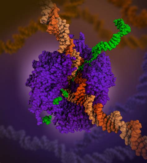 The rna polymerase holoenzyme contains an additional subunit, σ, and this is the subunit that facilitates dna recognition. PDB-101: Learn: Flyers, Posters & Other Resources: Award ...