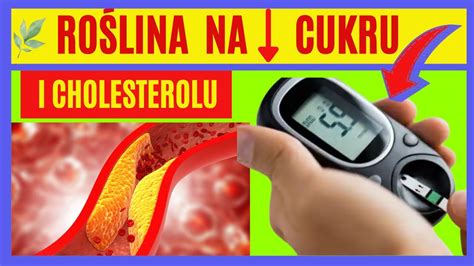 Roślina na niski poziom cukru we krwi i cholesterolu Herbatka