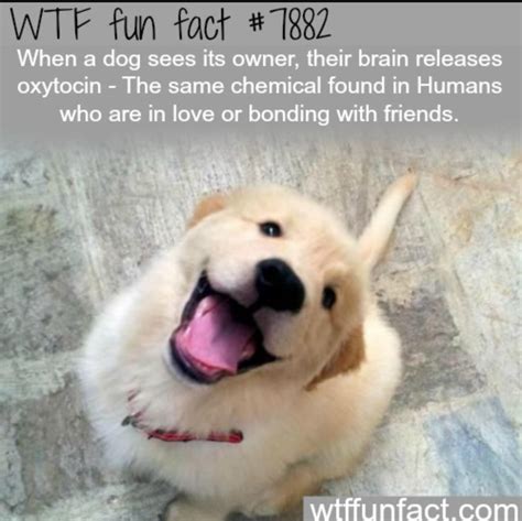 Good Boy Doggo Fact Fun Facts About Animals Dog Facts Animal Facts