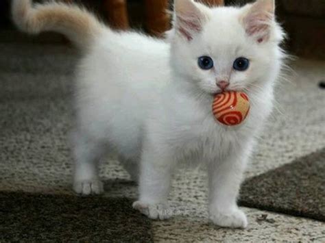 cute kitties - Cute Kittens Photo (41456161) - Fanpop