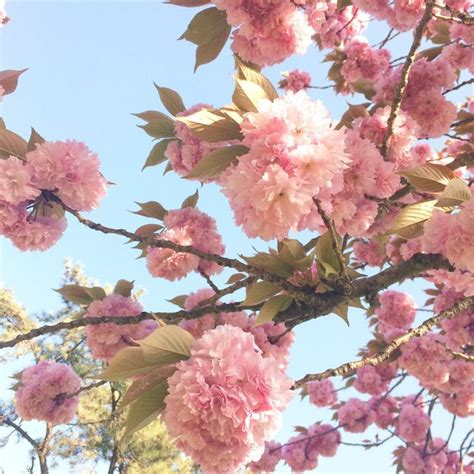 Pink carnations are the flexible and soft flowers that represent pride and elegance. This flower tree is so stunning! It almost looks like pink ...