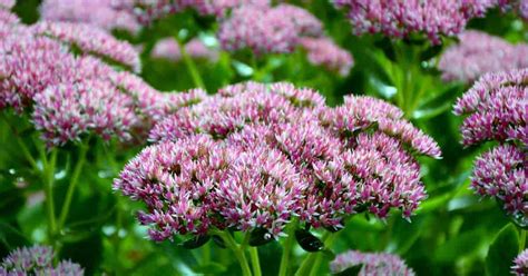 A low growing specimen, it has bright green foliage with yellow flowers. Sedum Plant Care: Learn How To Grow Stonecrop Plants