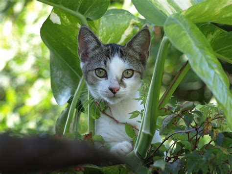 Your favourite houseplants and flowers are probably toxic to your dogs and cats. Guide to Plants that are Toxic to Cats - FACE Foundation Blog