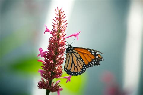 Monarch Butterfly Pink Flower Free Stock Photo Public Domain Pictures