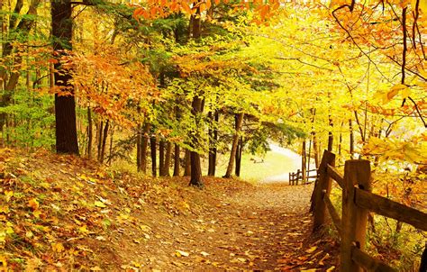 Wallpaper Road Autumn Forest Leaves Trees Park Forest Road