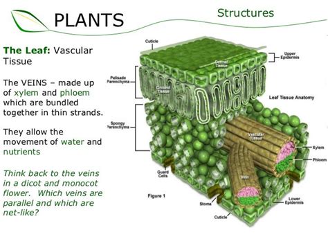What Is The Function Of The Xylem In A Leaf
