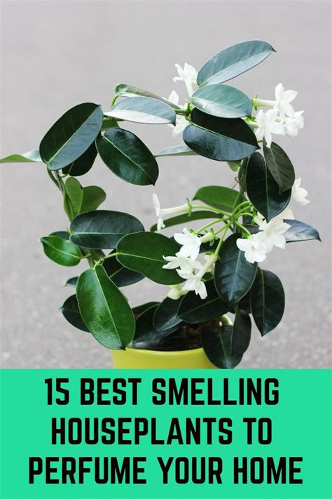 Bottlebrush, beautiful contrast of the right kind of pink and the right here are 11 of the best smelling plants and flowers for your yard. 15 Best Smelling Houseplants To Perfume Your Home in 2020 ...