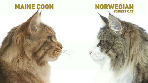 Pin On Maine Coon Cat Breeds Facts