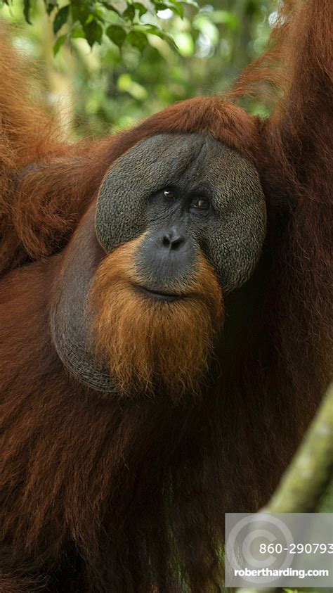 Sumatran Orangutan Pongo Abelii Male Stock Photo