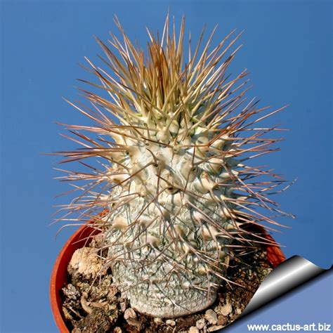 And on the side of the plant it has grow a new one with roots going out of it. Pachypodium namaquanum