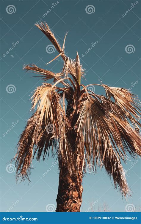 Palm Trees In Arizona Dying Tamatha Clay