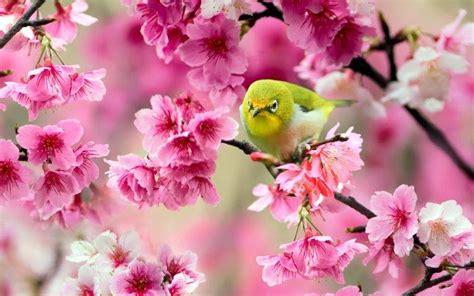 Download 4k wallpapers of best flowers, roses, tulips, lotus, lily, poppy, dahlia, cherry blossom for desktop & mobile phones in high quality hd, 4k, 5k resolutions. birds, Animals, Pink Flowers, Blossoms Wallpapers HD ...