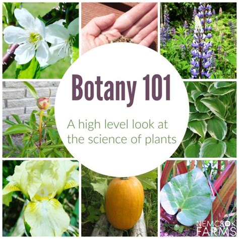 Intro To Botany Cells And Tissues