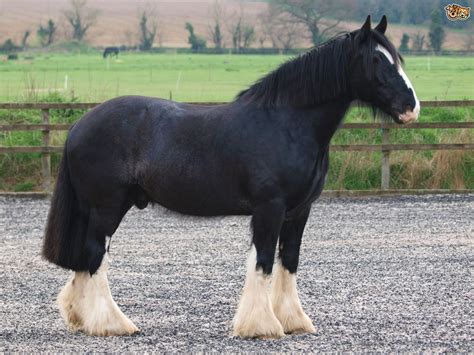 Shire Horse Breed Facts Highlights And Buying Advice Pets4homes