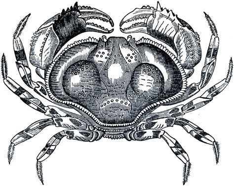 Free Public Domain Crab Image The Graphics Fairy