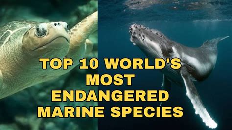 Top 10 Worlds Most Endangered Marine Species Youtube
