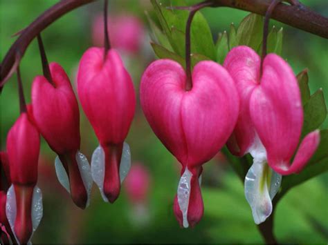 Lamprocapnos Spectabilis Bleeding Heart World Of Flowering Plants