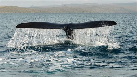 Southern Right Whalestohorā New Zealand Marine Mammals
