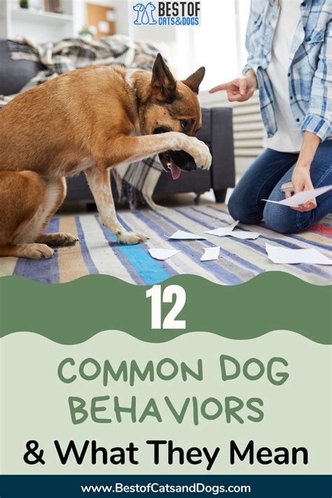 12 Common Dog Behaviors And What They Mean Artofit
