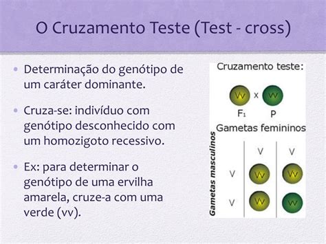 O Que é Cruzamento Teste
