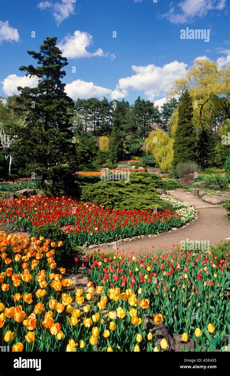 Canada Ontario Burlington Royal Botanical Gardens In Spring With Tulips