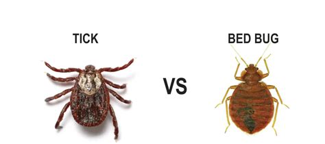 8 Difference Between Bedbug And Tick With Comparison Table Animal