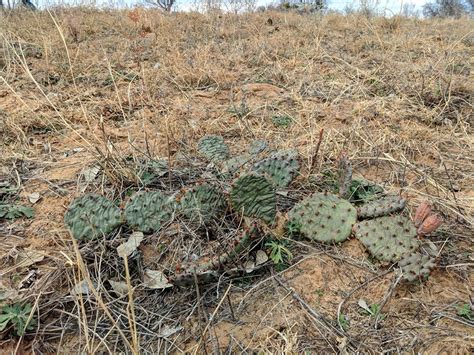 The prickly pear cactus was designated the official plant symbol of texas in 1995; Opuntia macrorhiza, western prickly pear cactus, garden