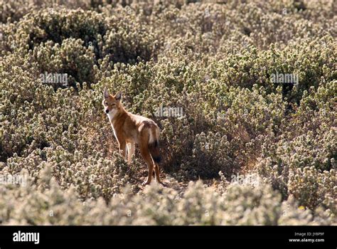 Ethiopian Wolf Canis Simensis Bale Mountains National Park Sanetti