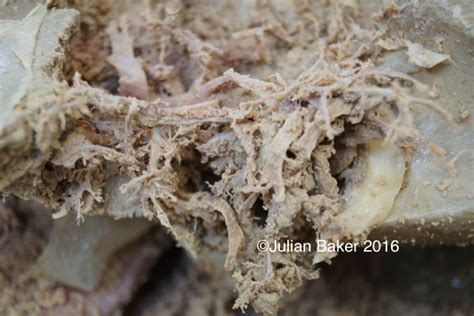 *free* shipping on qualifying offers. Schedule for Five Day Fascial Human Dissection Classes