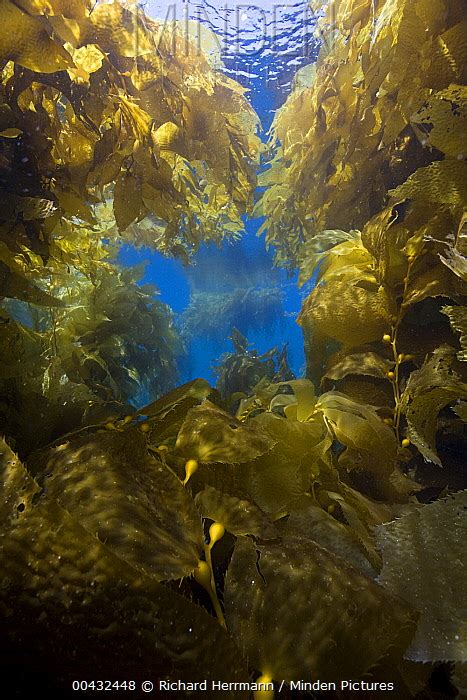 Giant Kelp Stock Photo Minden Pictures