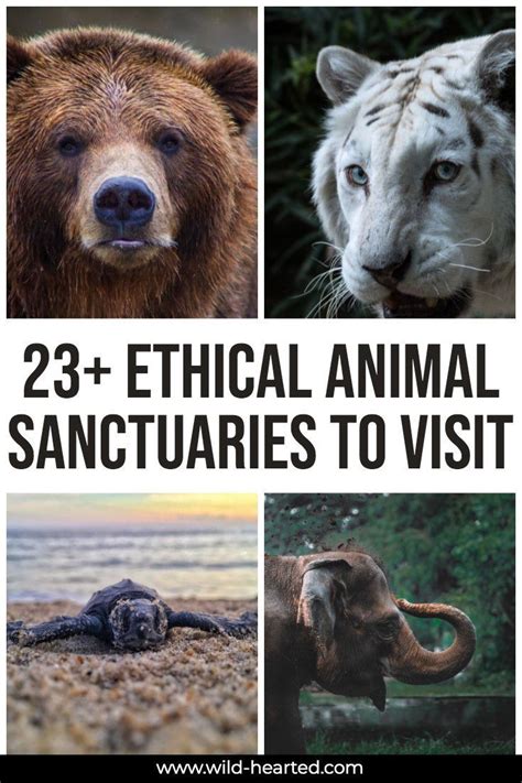 Best Animal Sanctuaries In The World To Visit Ethically Vetted