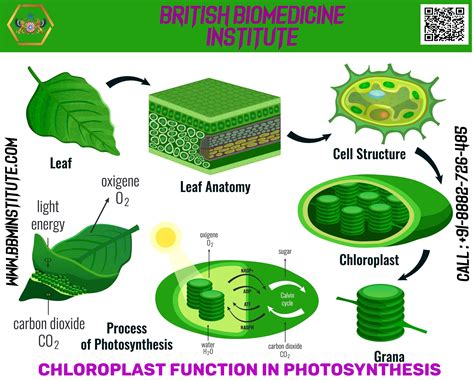 Description Photosynthesis Plant Cell Light Energy