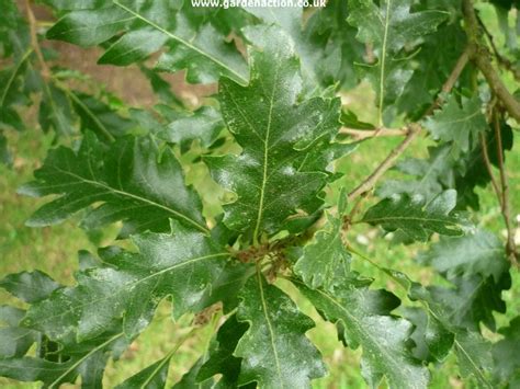 Pictures And Description Of The Turkey Oak Quercus Cerris
