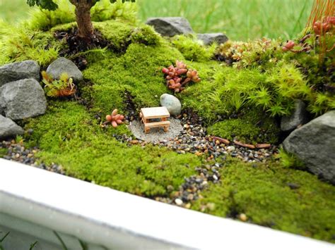 How to make a mini moss garden. LIVE MOSS for Miniature Gardens, Moss Garden, Terrariums ...