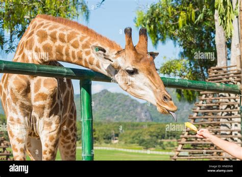 Feeding The Animals Giraffes Eat Bananas Stock Photo Alamy